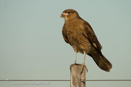 Chimango (Chimango Caracara) Milvago chimango