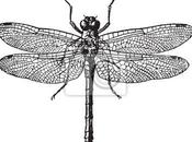 Moda para hogar: libélulas