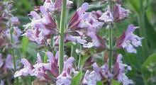 Salvia officinalis