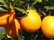 Extractos Citrus sinensis: cuantificación polifenoles actividad antioxidante
