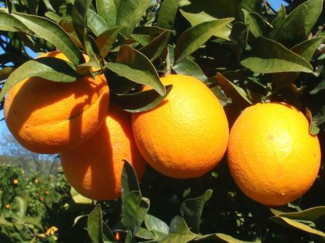 Extractos de Citrus sinensis: cuantificación de polifenoles y actividad antioxidante