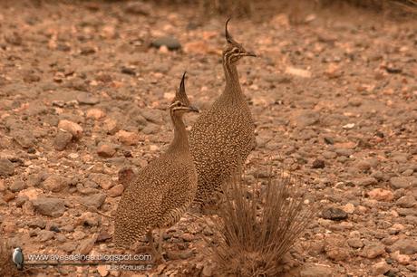 Martineta común (Elegant-crested Tinamou) Eudromia elegans