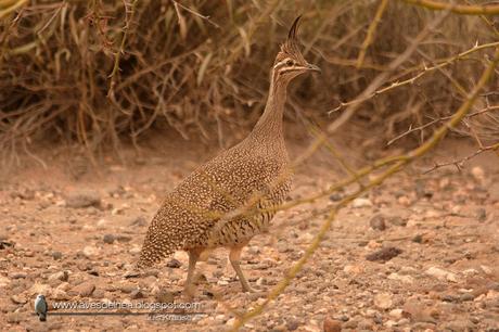 Martineta común (Elegant-crested Tinamou) Eudromia elegans