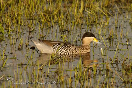Pato capuchino (Silver Teal) Anas versicolor