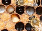 Desaparicion abejas africa disappearance bees africa.