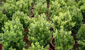 El significado de soñar con un boj. sueño con boj