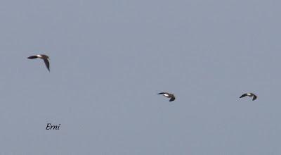 ¡¡FELIZ POSTNUPCIAL!!