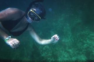 NAVAJAS A LA PLANCHA