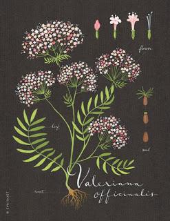 AMOR POR LA BOTANICA