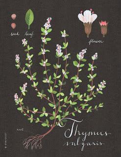 AMOR POR LA BOTANICA