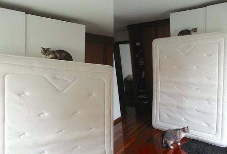 Crónica de una mudanza Ribbet collage