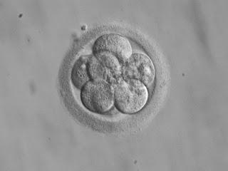 La donación de embriones
