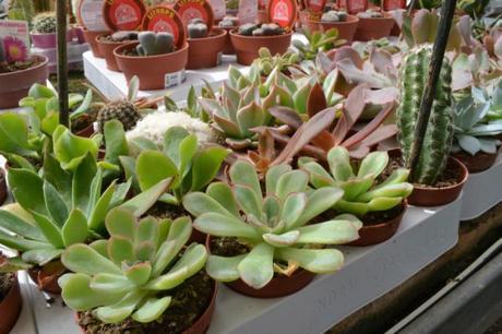 como cuidar suculentas