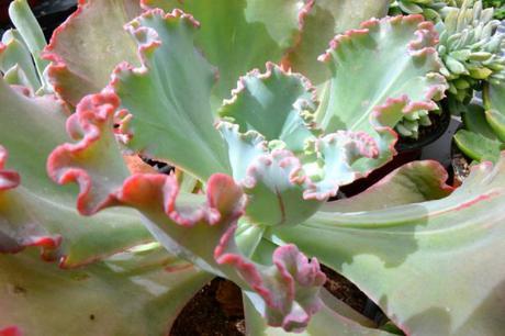 como cuidar suculentas