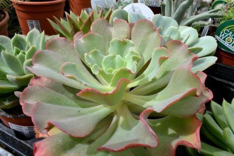 como cuidar suculentas