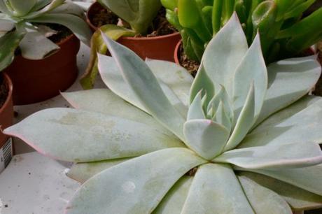 como cuidar suculentas