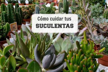 como cuidar suculentas