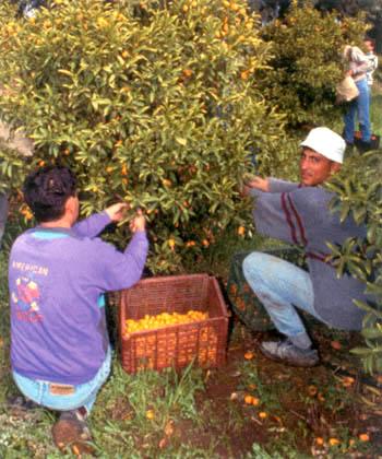 echará renuevos Israel, y la faz del mundo llenará de fruto