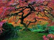 árboles hermosos mundo