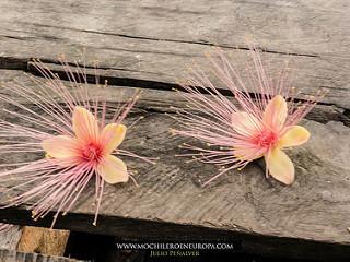 Delta del Orinoco Delta del Orinoco