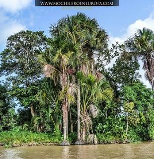 Delta del Orinoco Delta del Orinoco