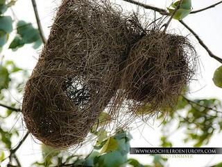 Delta del Orinoco Delta del Orinoco
