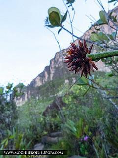 RORAIMA 2015