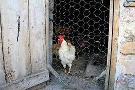 Descubre lo que significa soñar con un corral. sueño con un corral