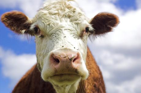 Alimentos que contienen proteína de leche de vaca