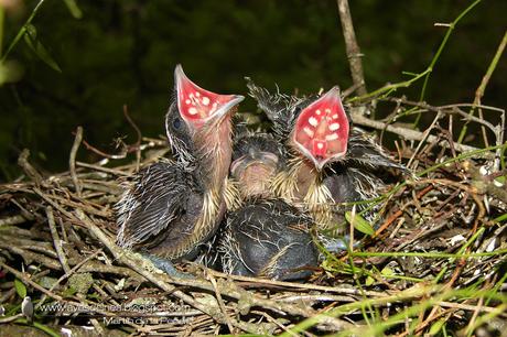 Cuclillo canela (Dark-billed Cuckoo) Coccyzus melacoryphus