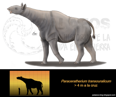 PALEOFICHA: Paraceratherium spp.