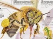 Poster: recoleccion polen poster: pollen collection.