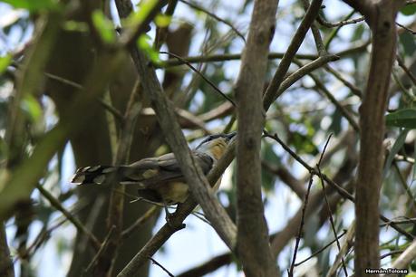 Cuclillo canela (Coccyzus melacoryphus)