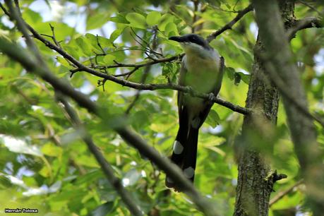 Cuclillo canela (Coccyzus melacoryphus)