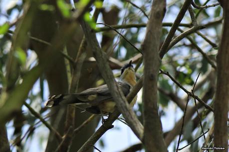 Cuclillo canela (Coccyzus melacoryphus)