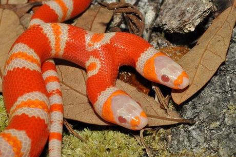 Una serpiente albina de dos cabezas