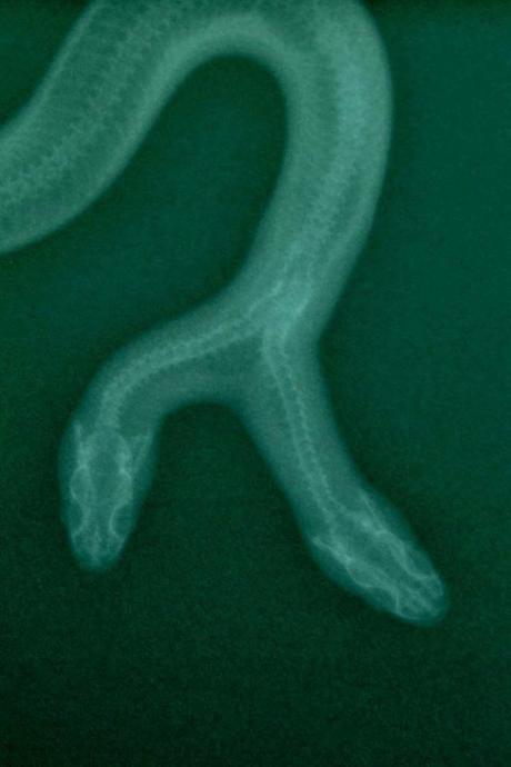Una serpiente albina de dos cabezas