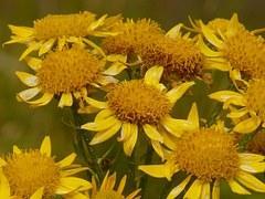 ARNICA: LA CONOCES?