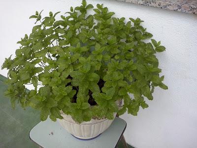 PLANTAS DE INTERIOR Y OTRAS: MENTA