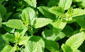 Hierbabuena para el mal olor de pies