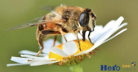 Bee careful® de Hero España para la protección de las abejas bee1 Bee careful® de Hero España para la protección de las abejas