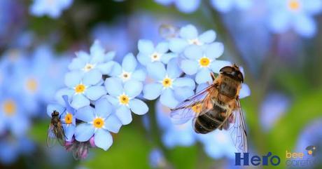 Bee careful® de Hero España para la protección de las abejas bee2 Bee careful® de Hero España para la protección de las abejas