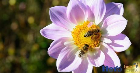 Bee careful® de Hero España para la protección de las abejas bee4 Bee careful® de Hero España para la protección de las abejas