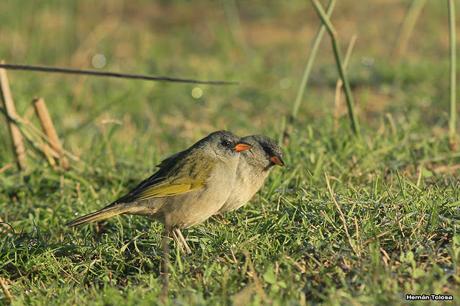 Udaondo -Abbott (septiembre 2015)