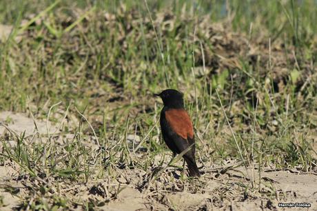 Udaondo -Abbott (septiembre 2015)