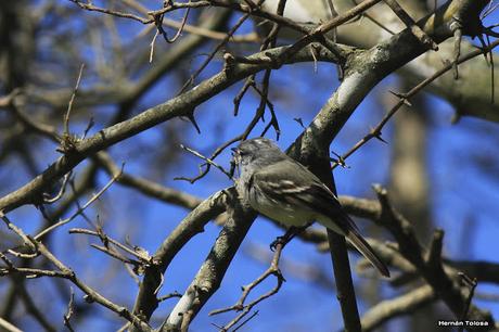 Udaondo -Abbott (septiembre 2015)