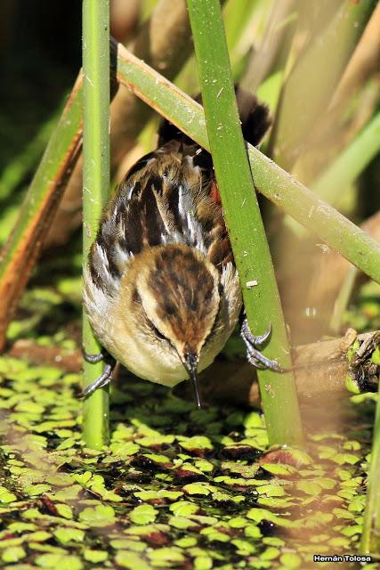 Udaondo -Abbott (septiembre 2015)