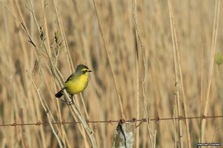 Udaondo -Abbott (septiembre 2015)