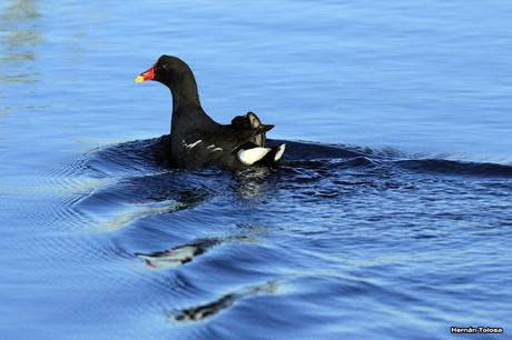 Udaondo -Abbott (septiembre 2015)