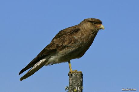 Udaondo -Abbott (septiembre 2015)